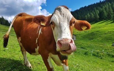 Natura e genuinità a Malga Zocchi!