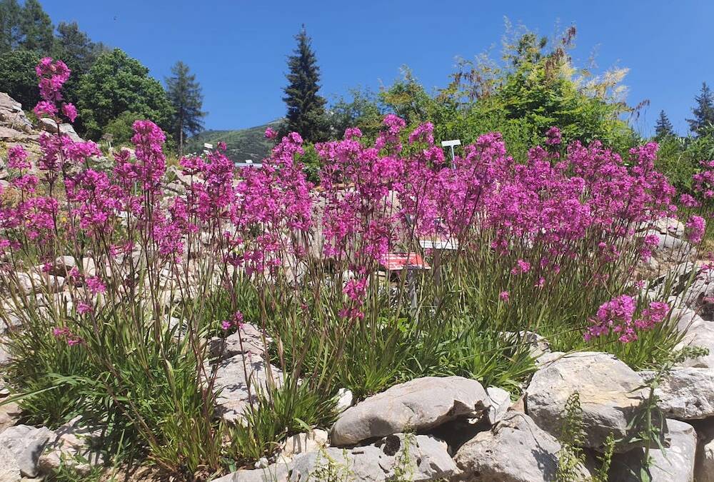 Giardino Botanico Alpino Viote del Monte Bondone