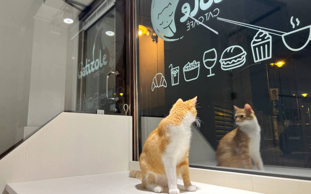 Gatizole Cat Cafè a Trento: tre buoni motivi per andarci