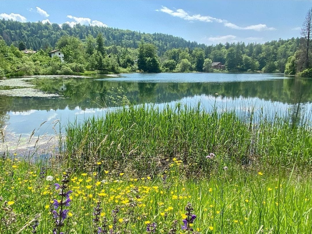 Il Lago di Cei in primavera si colora di ninfee e fiori
