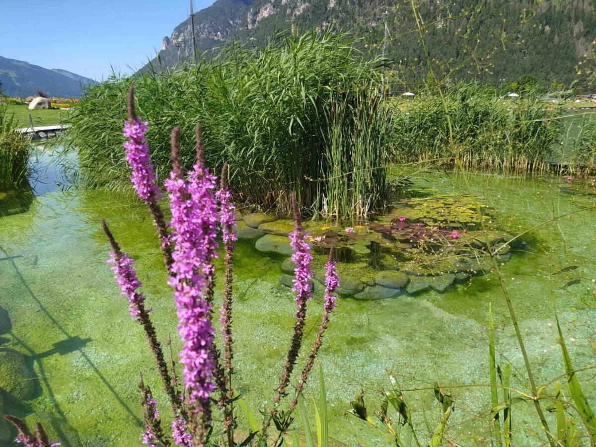 biolaghi ecopiscine trentino alto adige biologico ecosostenibile lago piscina