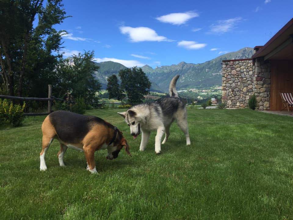 vacanze con il cane pet friendly hotel albergo Trentino Alto Adige