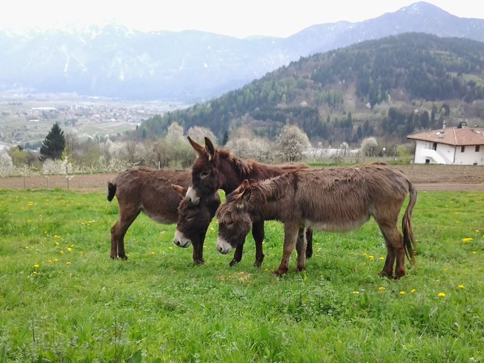 Aziende agricole speciali eventi trentino alto adige fattorie agriturismi 