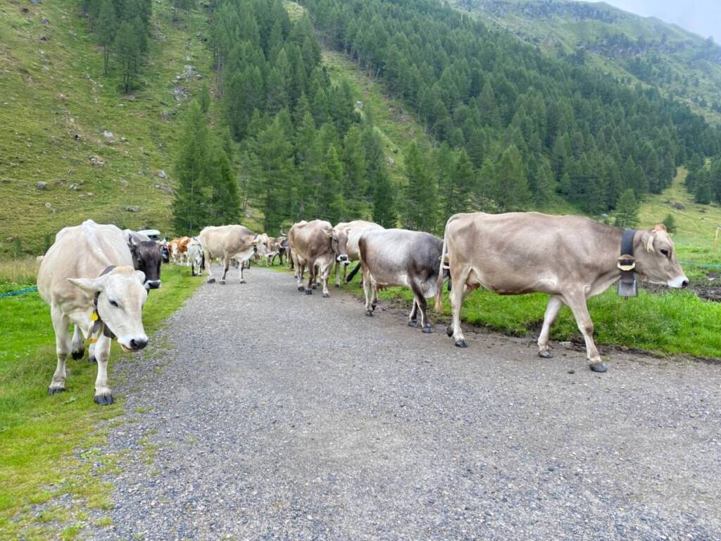 Rifugio Pio XI Ghiacciaio Palla Bianca Trentino Alto Adige escursioni