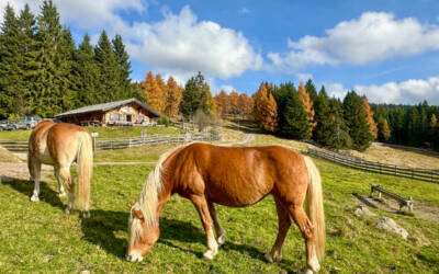 Avelengo: che delizia la Malga Moschwald