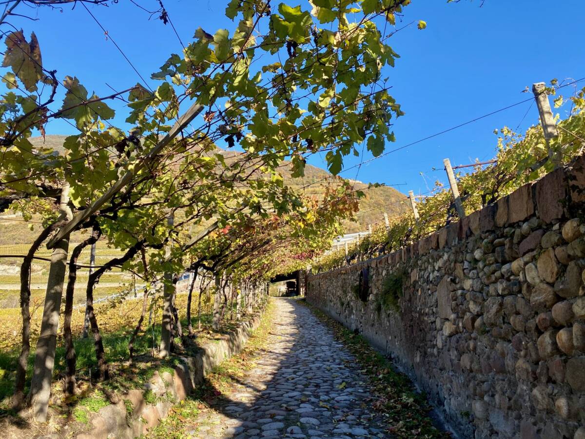 Sentiero del vino Rebe bolzano Alto adige 